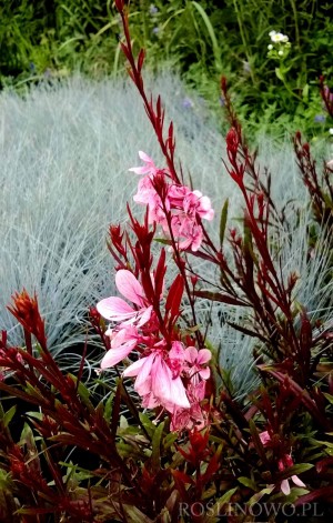 Gaura Lindheimera 'Passionate Blush (Gaura lindheimeri) kwiat różowy